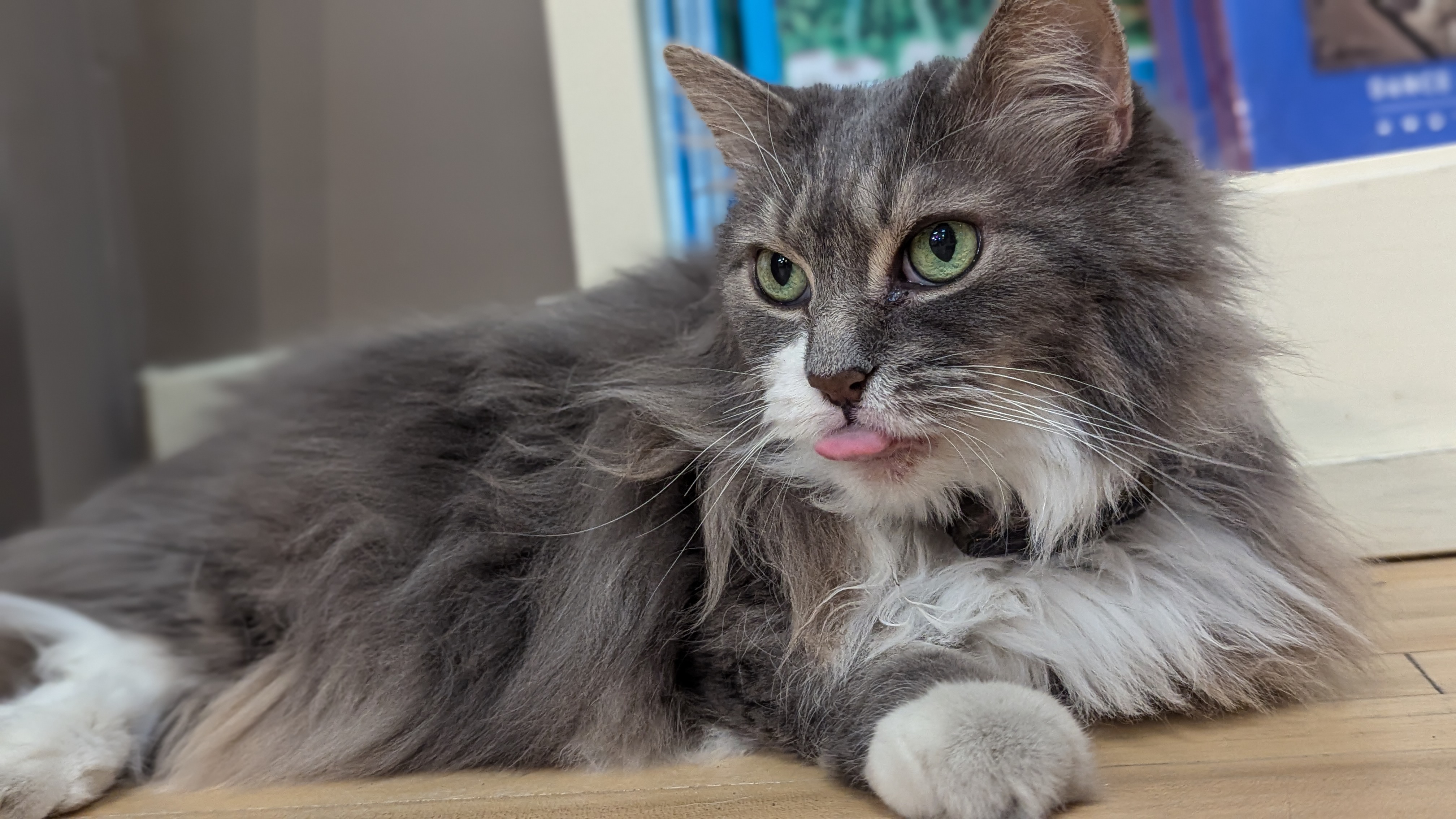 The Books & Company resident cat